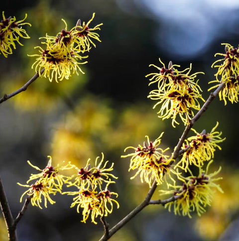 Witch Hazel