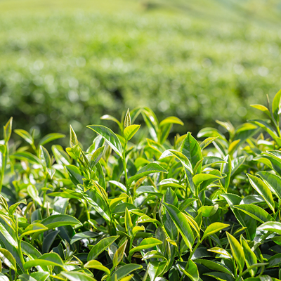 Hydrating Botanical Extracts